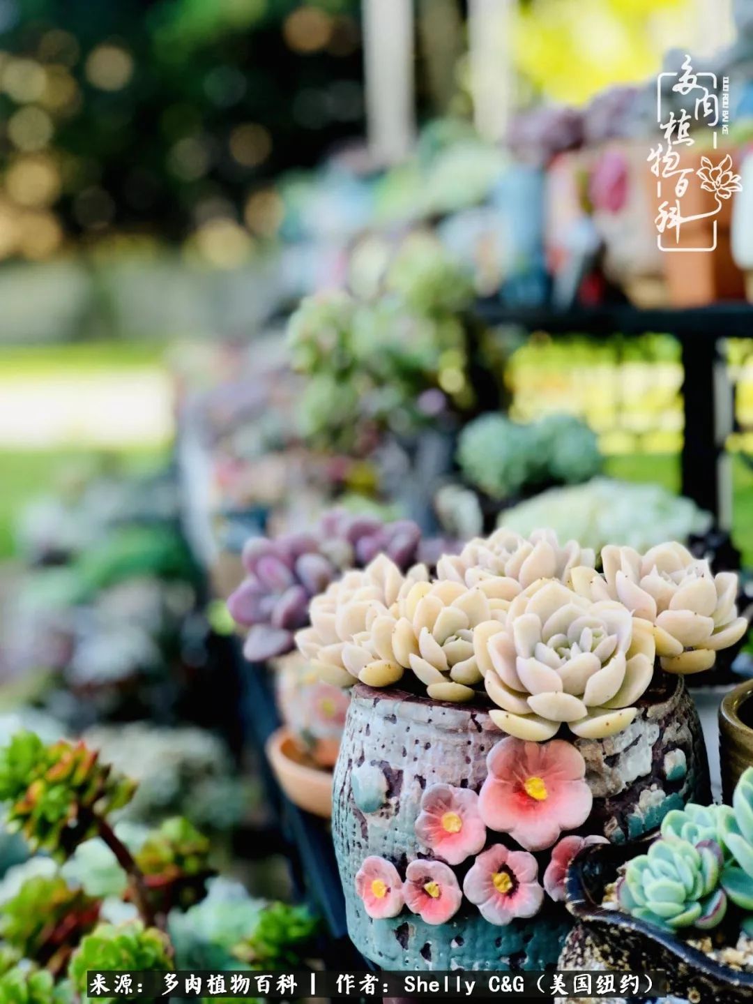 美国纽约有多少华裔人,美国纽约有多少个华人