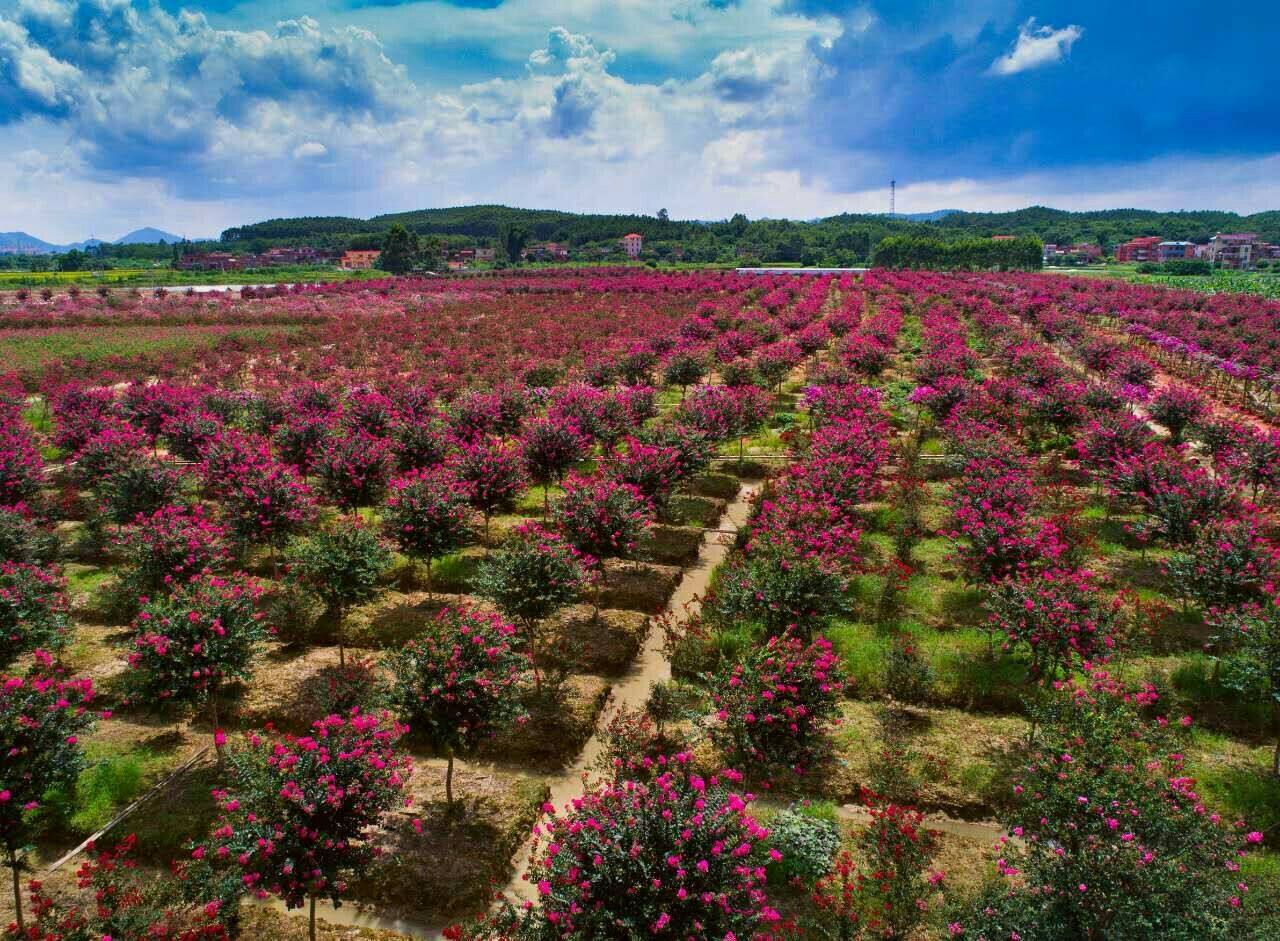 农村创业点子100条,2020网上0投资创业点子