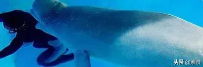 如何看待为了保护动物而吃素,素食拯救了我的生命