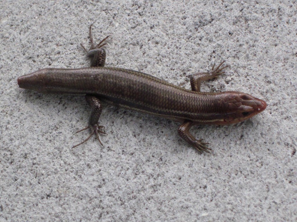 80后儿时玩物“狗婆蛇”，因犯了大忌，如今已是濒危保护动物？