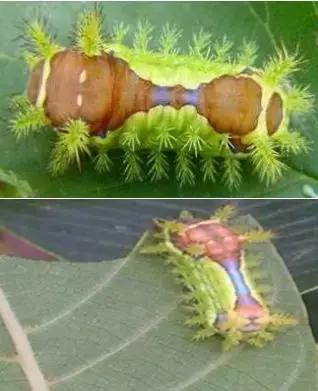 春天怎么预防核桃树内害虫,核桃树食心虫防治方法