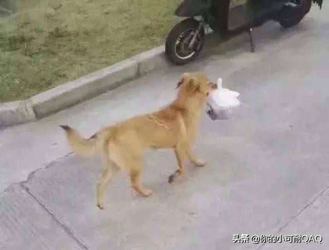 全网通缉照片上的狗,被全网通缉的狗