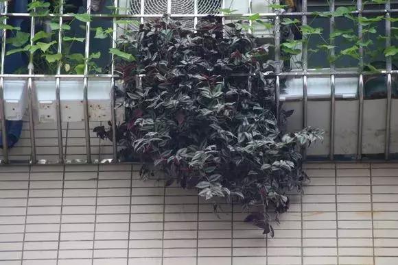 适合室内养的不见阳光的垂吊花,适合阳台种的垂吊花一年四季开花