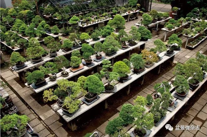 开盆景园是否赚钱,开一个盆景店赚钱吗现在