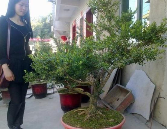 盆景红梅与野外红梅有什么区别,红梅盆景有假的吗