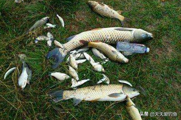 抛竿串钩钓白条正确使用方法,抛竿串钩钓鱼