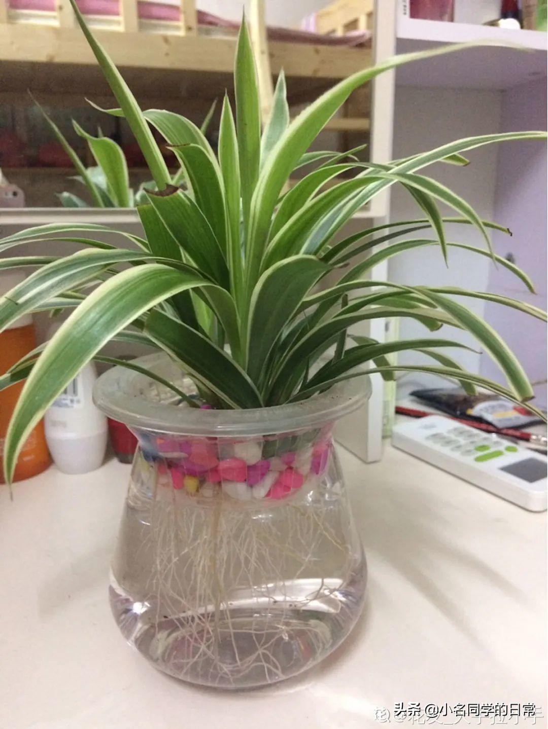 水里加点碳，根系壮得撑破盆，长出满盆萝卜根