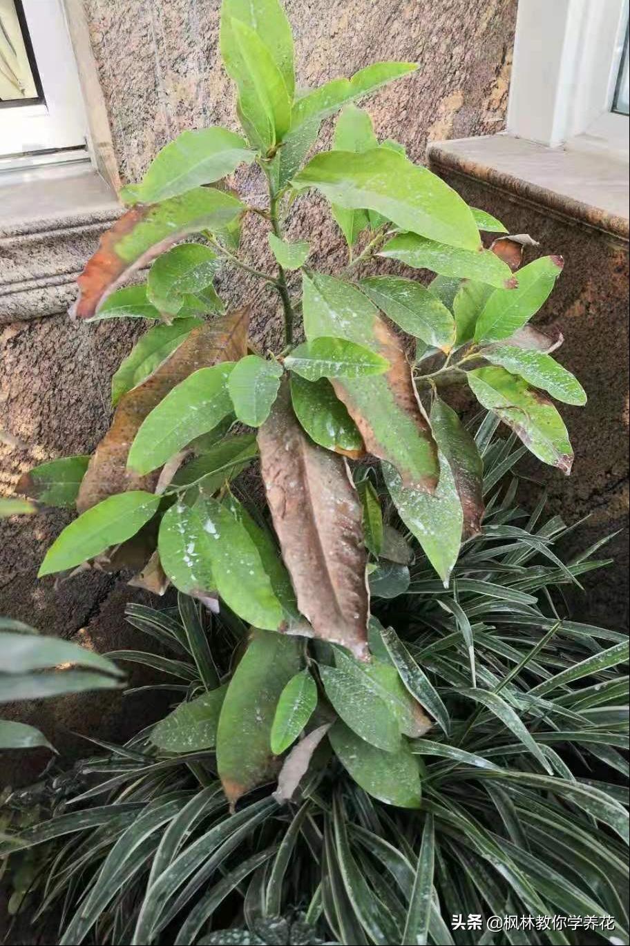 网购花木风险怎么样,网购花注意什么