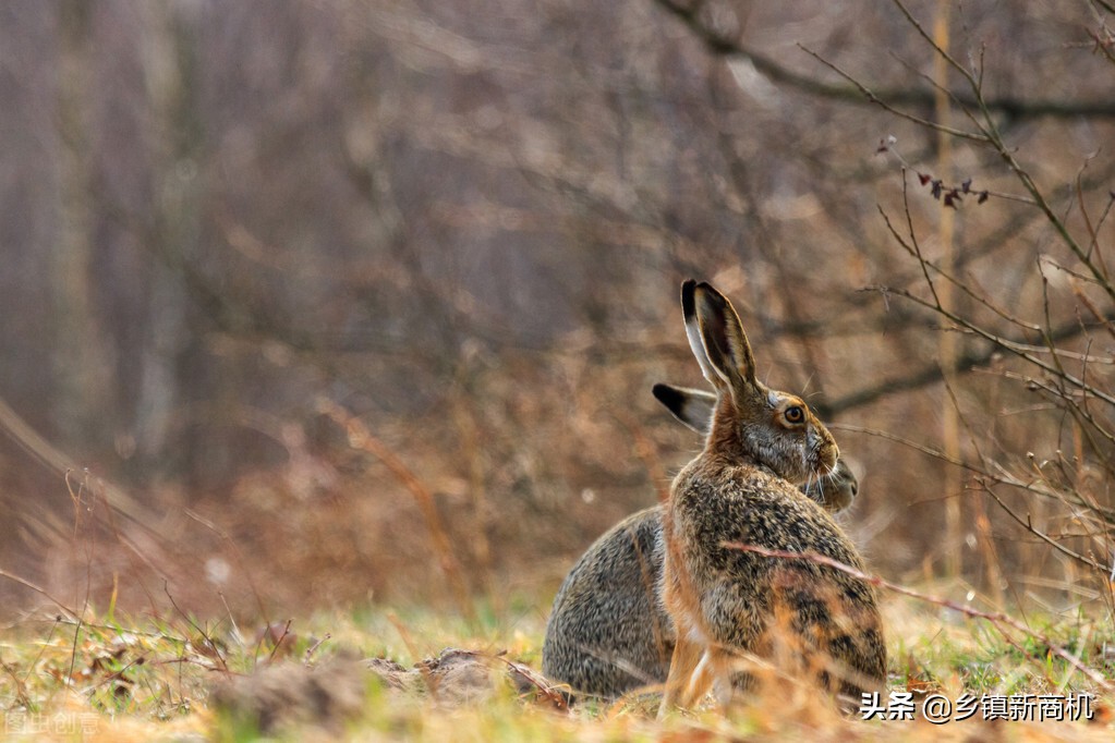适合农村创业的养殖项目有哪些,大学生返乡养殖前景怎么样