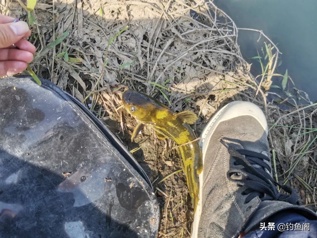 春雨钓鲫鱼技巧,野钓黄辣丁怎么钓