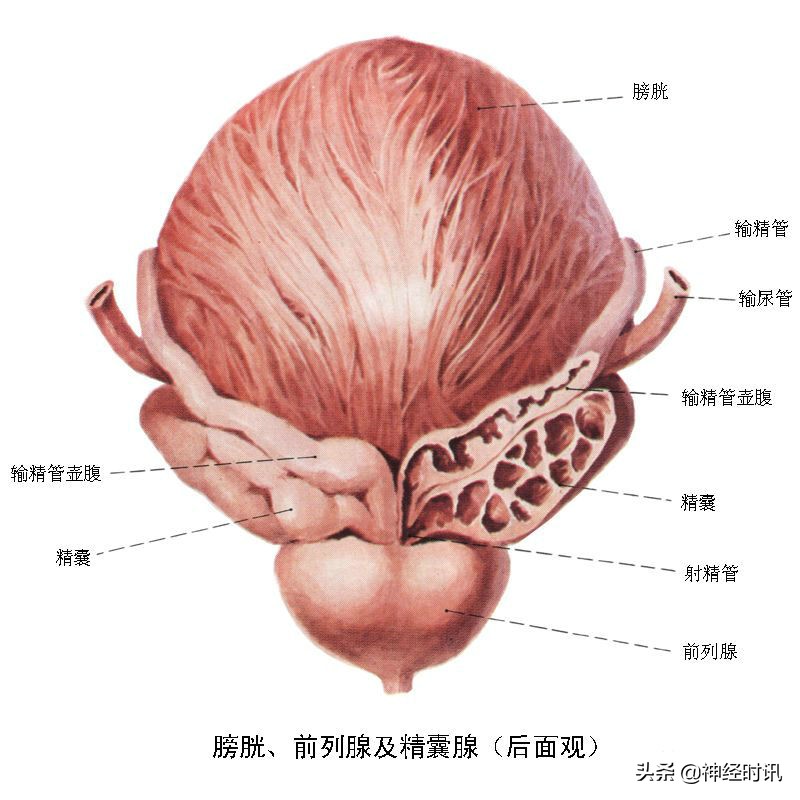 肾脏输尿管膀胱前列腺结构,肾输尿管膀胱解剖示意图
