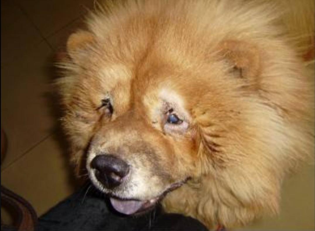 狗狗割双眼皮的危害,狗狗割双眼皮的后果