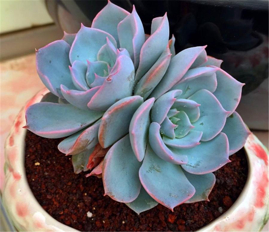 蓝石莲多肉度夏怎么养,蓝石莲耐寒多少度