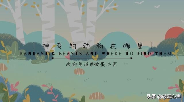 鬃狮蜥饲养超级指南成长记录,养一只鬃狮蜥需要准备什么