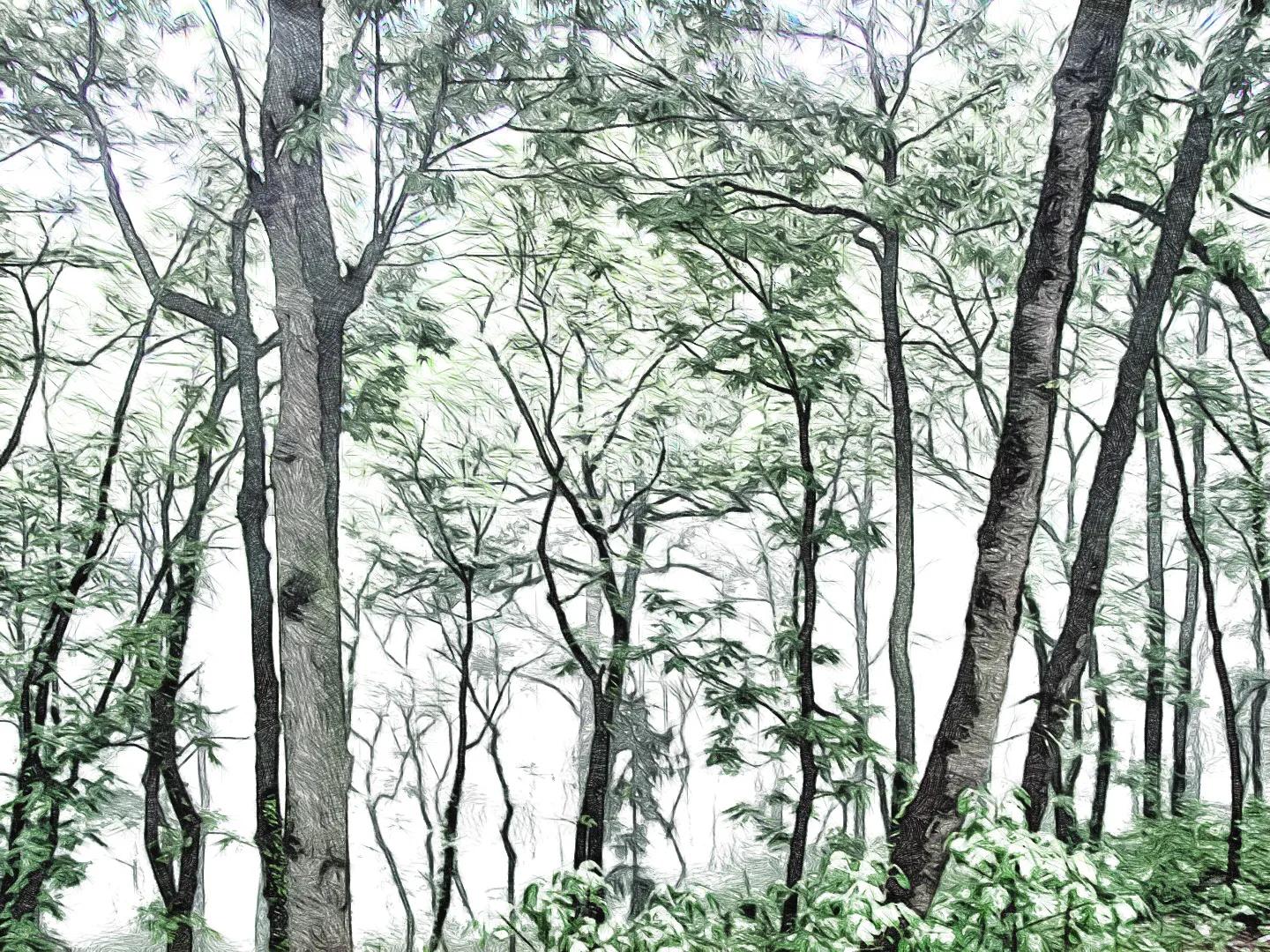 什么软件可以把照片生成手绘,怎么用软件把照片变成画