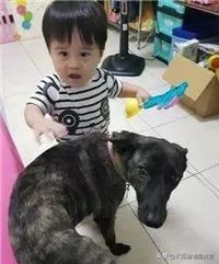 流浪狗被好心人收养每天特别高兴,流浪狗求收养视频