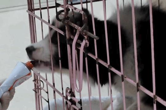 卡布：来自一只三个月大的边境牧羊犬，一封遗留在人间的草稿