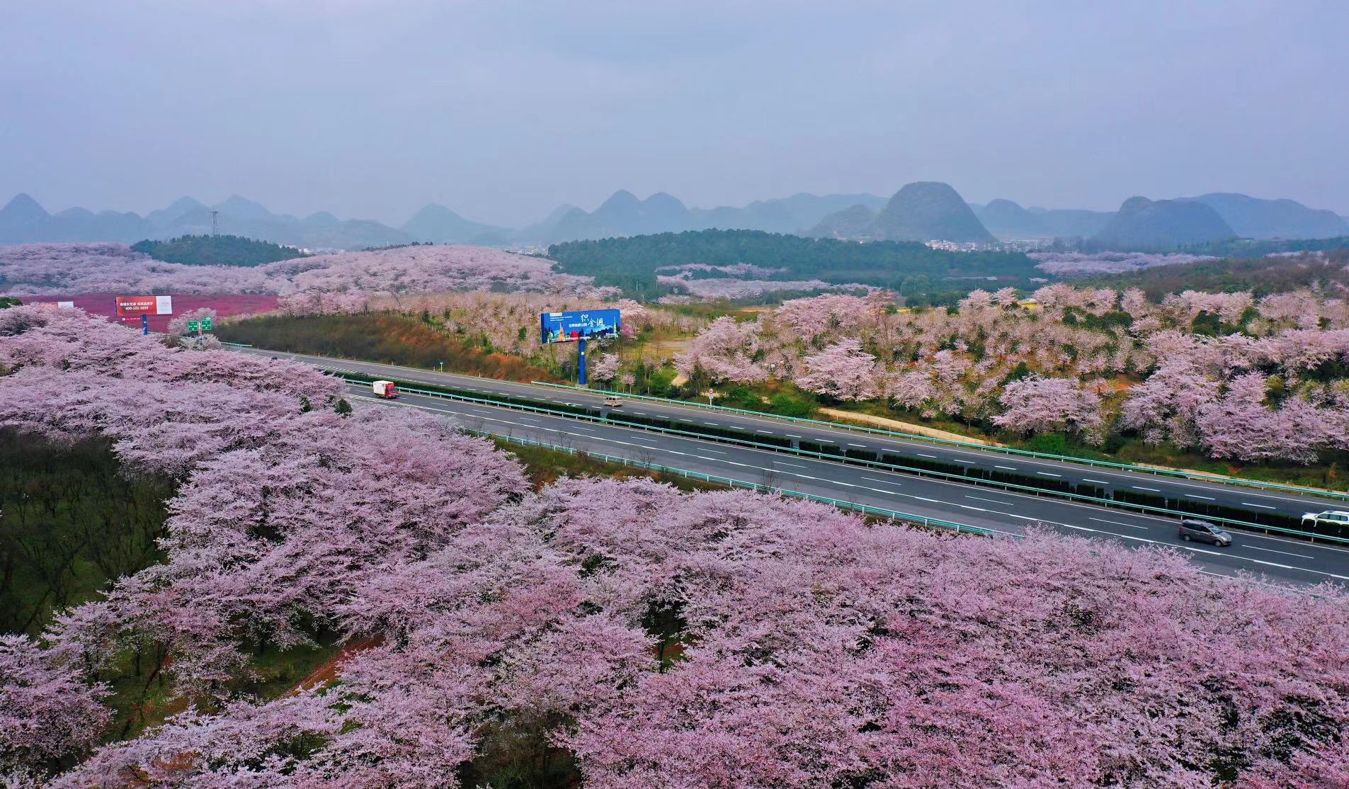 日本人看火遍全网的贵州平坝樱花,贵州平坝的樱花什么时候观赏最佳