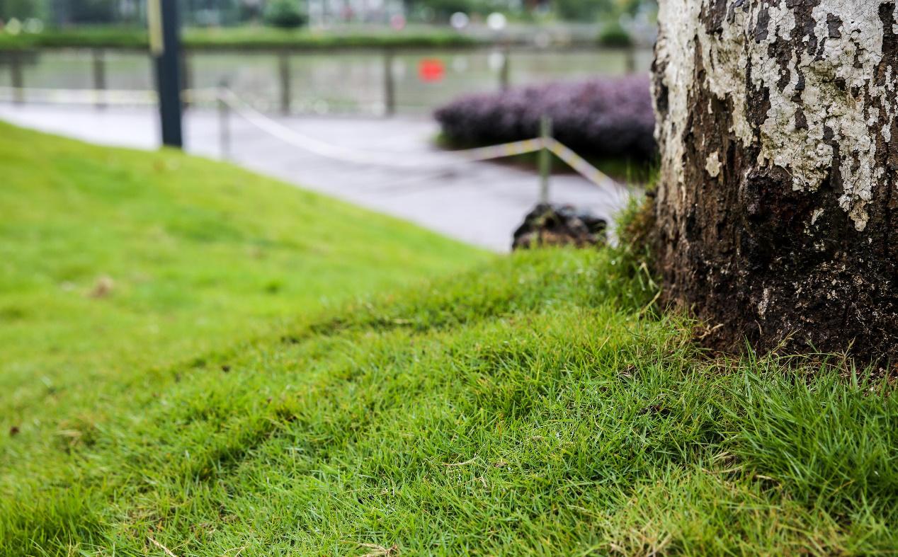 花果园湿地公园草坪,花果园湿地公园阳光草坪