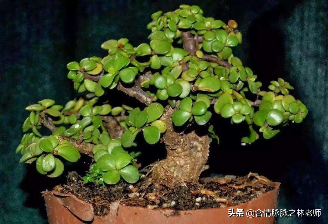 家里植物长得不好有什么说法,家里什么植物都养不好是什么原因