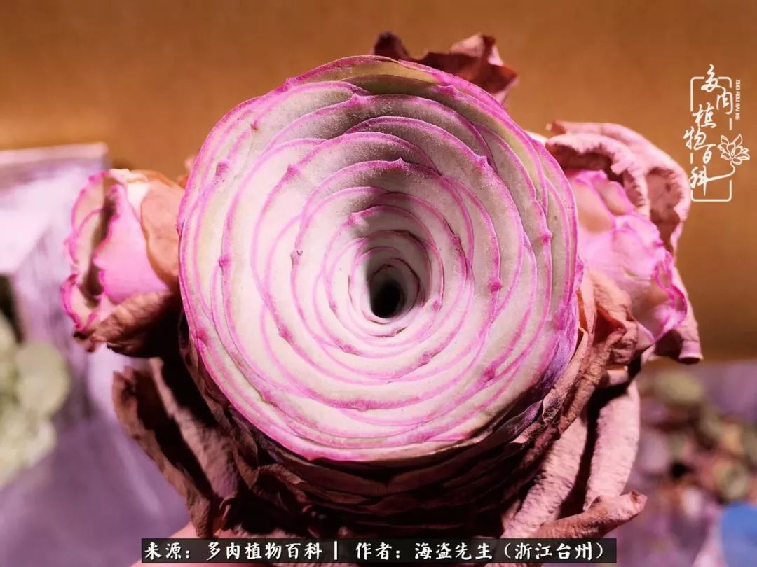 多肉玫瑰怎么才能出状态,多肉山地玫瑰唤醒方法