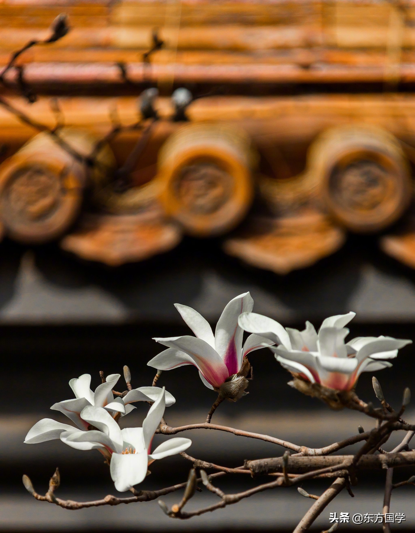 @所有人，周末一起赏玉兰，五处北京玉兰美景