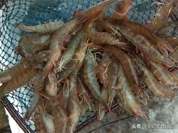 新鲜虾怎么保存几个月都不会坏,正箱鲜虾保存应放冷藏还是冷冻