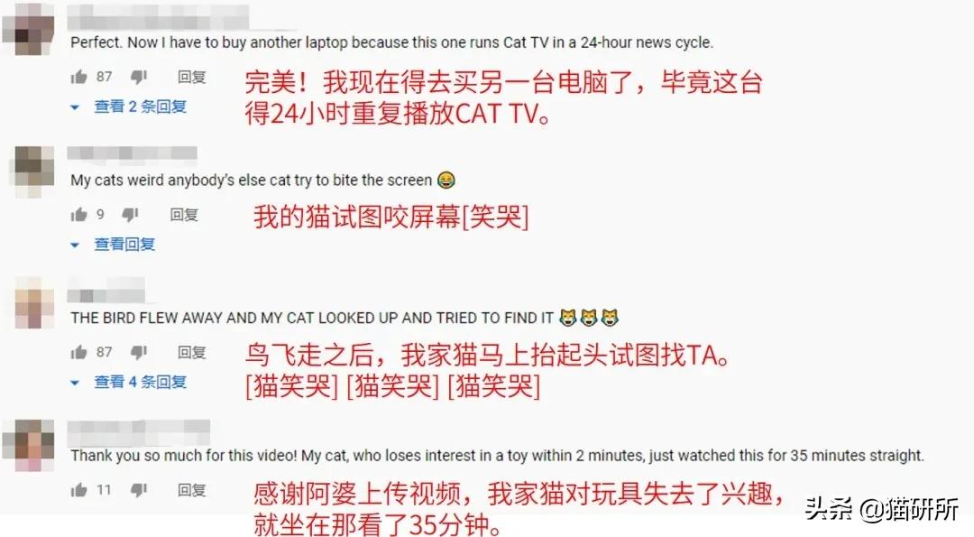 怎么才能知道猫咪的智商,你家猫爱看电视吗