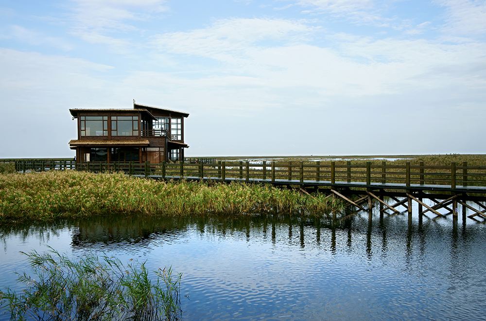 养滩涂鱼生态缸,溪流野采观赏鱼
