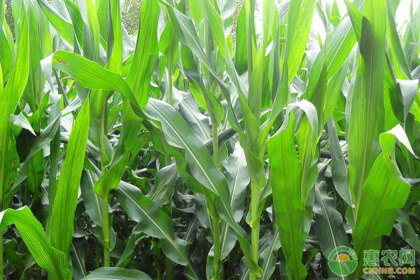 黑龙江各县市玉米种植面积统计,黑龙江二积温带种啥品种玉米高产