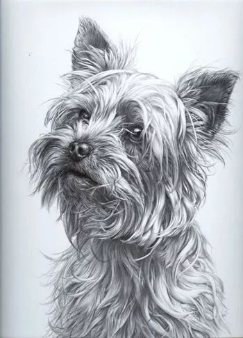 素描动物最全的收集,精微素描动物临摹高清大图