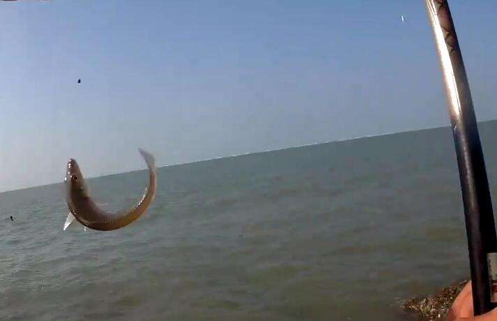 海边钓鱼技巧和方法,感受不到钓鱼的乐趣怎么办