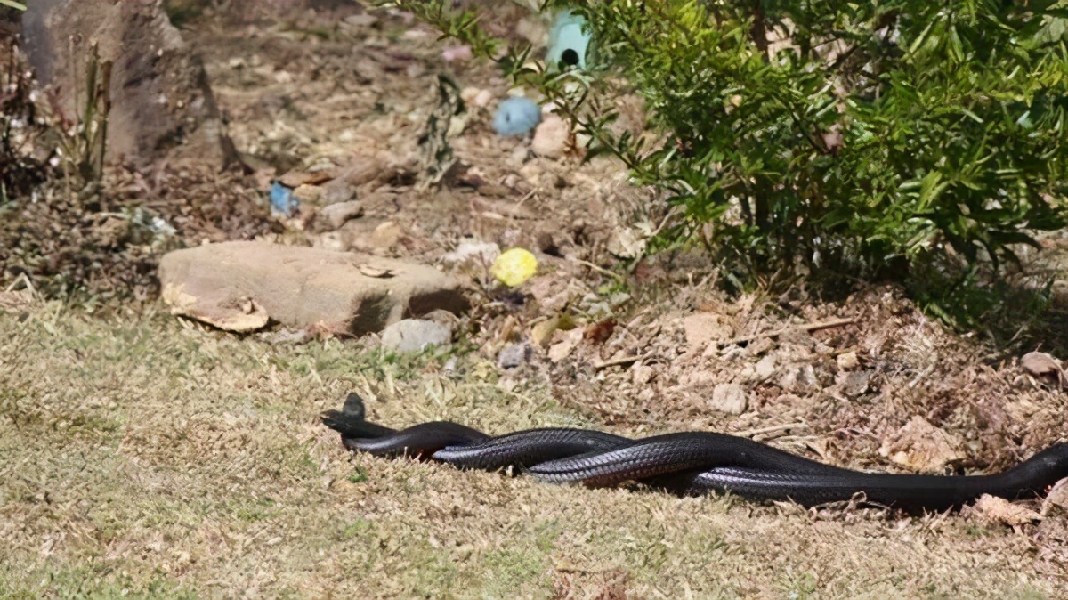 被蟒蛇吞进肚子能否用刀自救实验,你被蟒蛇吞下能用刀自救吗