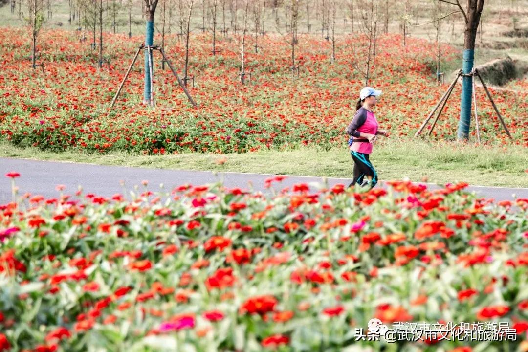 武汉向日葵花海在哪个区,武汉马鞍山向日葵花海
