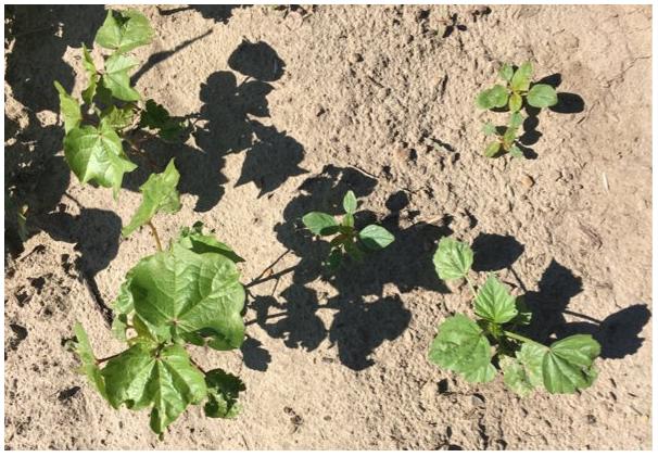 ai高科技农业技术,ai农业机器