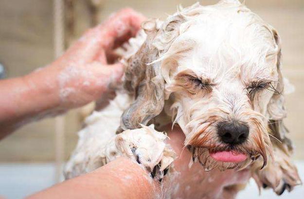 怎么给狗狗养成洗澡的习惯,狗狗抗拒洗澡甚至咬人