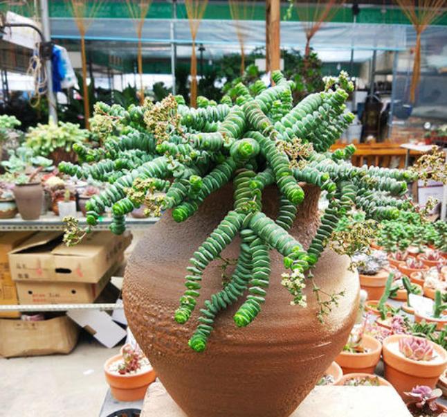 秋天怎么养钱串？4点养护小常识，助你收获满盆小铜钱