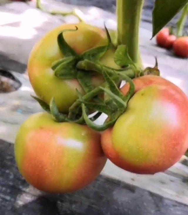 西红柿根腐病危害症状,西红柿茎基腐病原因