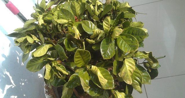 栀子花买回来怎么做,栀子花刚买回来水培怎么弄