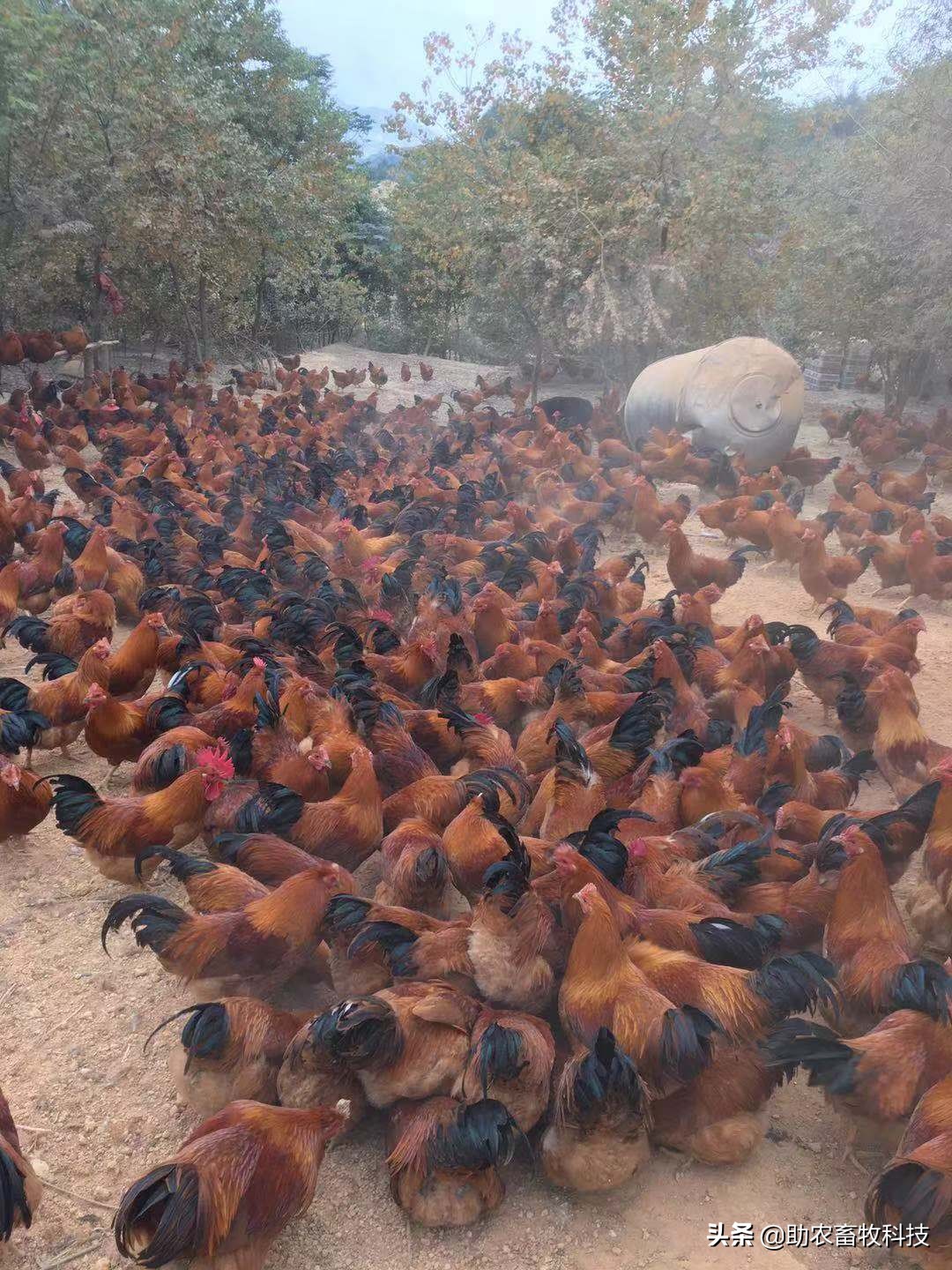 鸡鸭价格低迷销售困难怎么办？这几招来解困