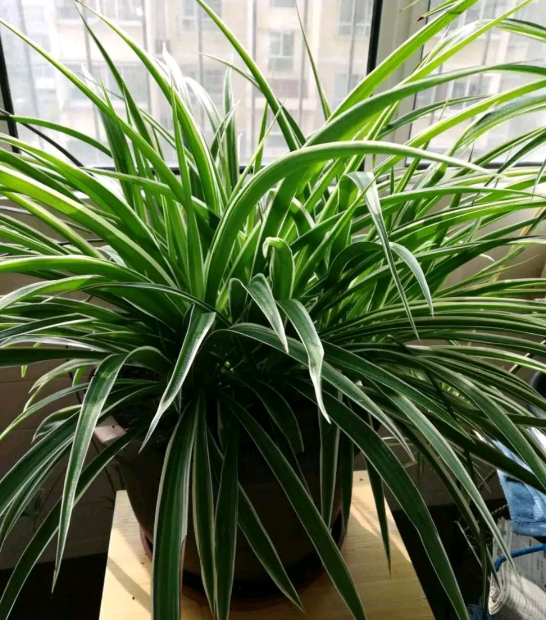 吊兰怎么养才能快速抽藤,吊兰软趴是怎么回事