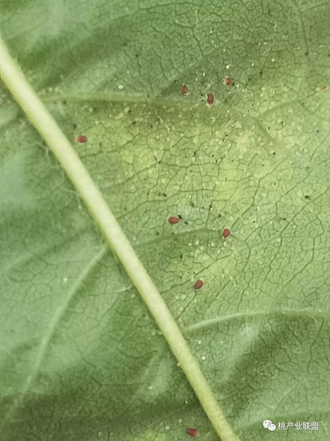 桃树幼果期是防治病虫害最重要的时期