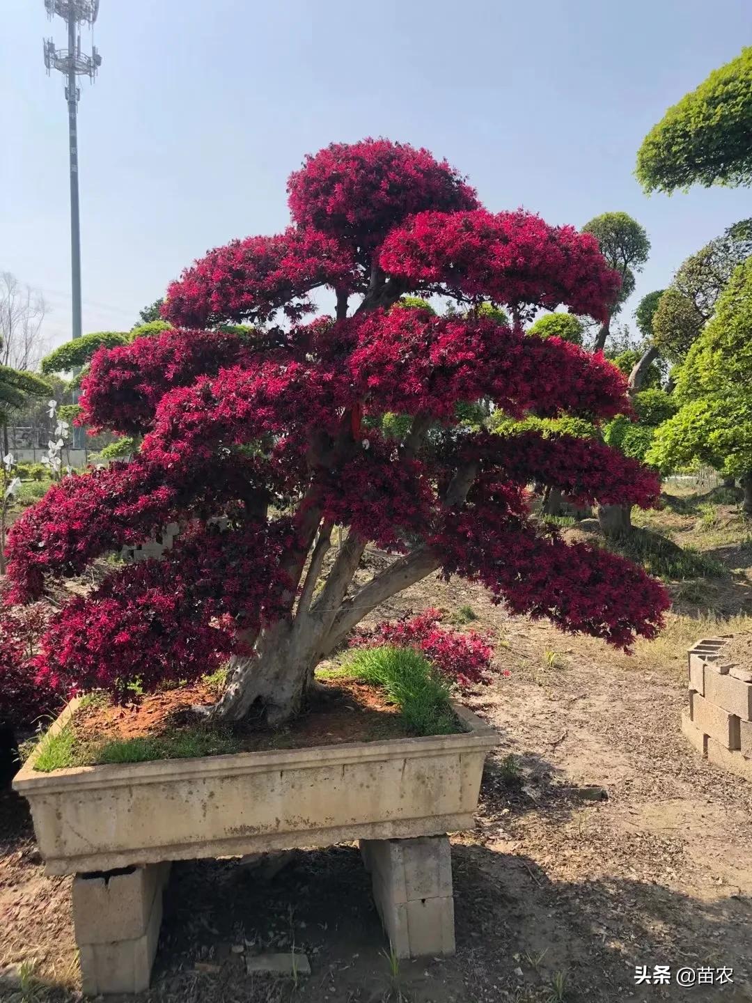 红花檵木小老桩批发,精品红花檵木老桩盆景