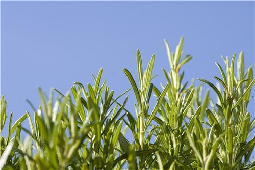 痘痘反反复复该如何根治,痘痘感染成红色疙瘩一直不消