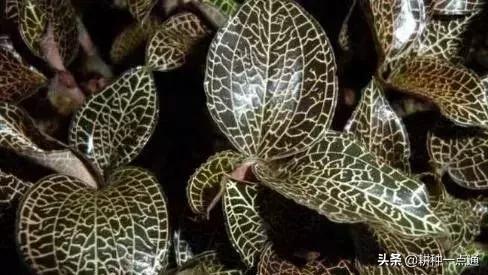 种植金线莲致富,种植金线莲利润怎么样