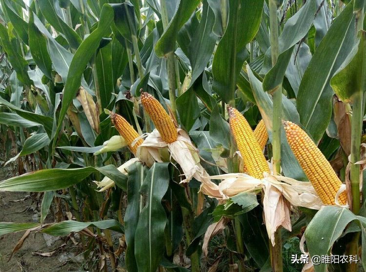 十大高产玉米品种介绍,最新最高产的玉米品种是哪一种