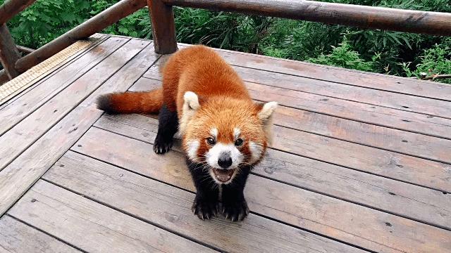 1h刹拢！想看大熊猫就去这3个地方，人少像包场，散养小熊猫