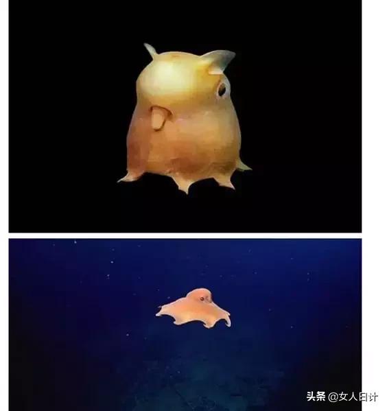 致命的60种动物,这100种动物你都认识吗