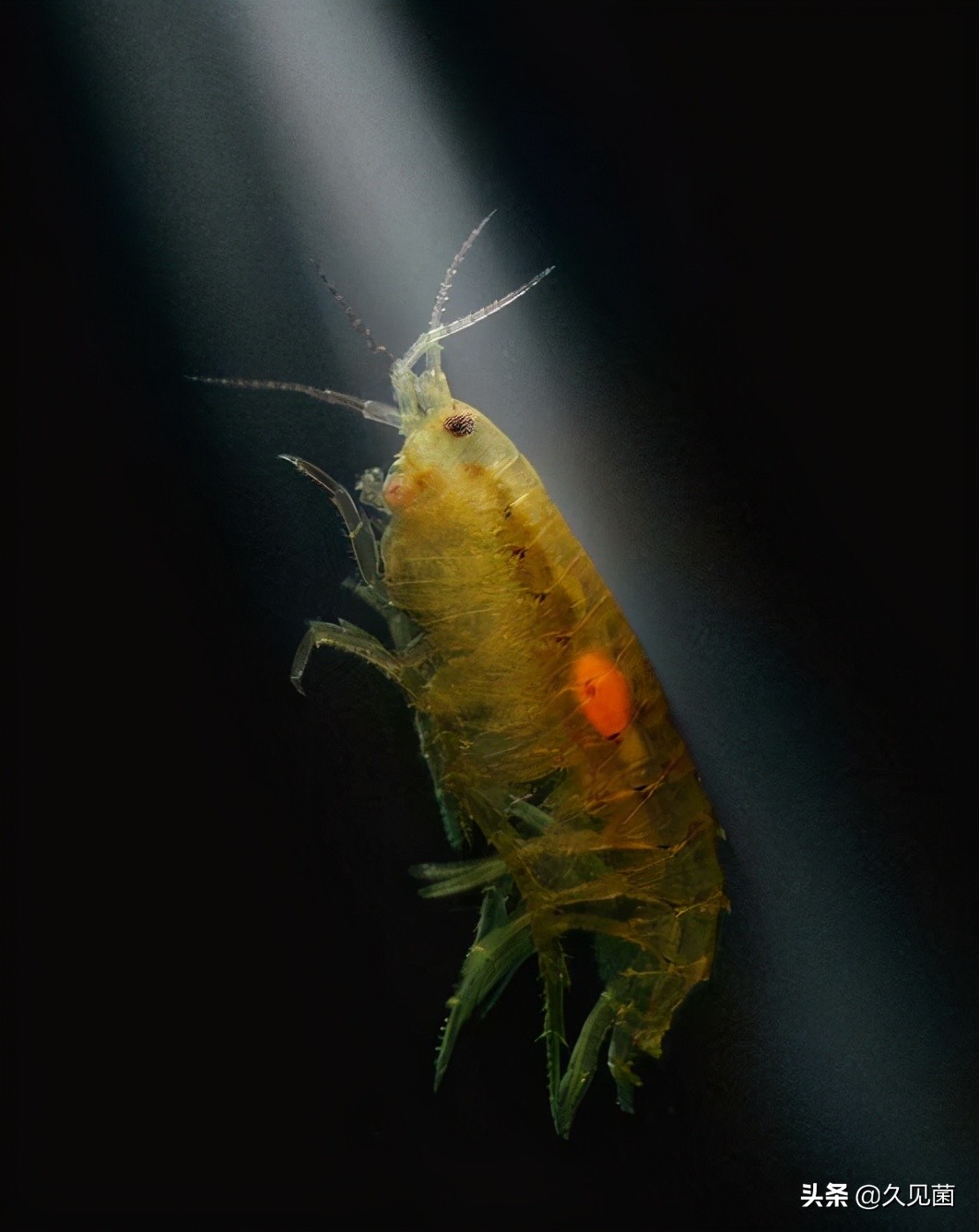 寄生虫灭绝了对生态有影响吗,寄生虫离开人体多久会死亡