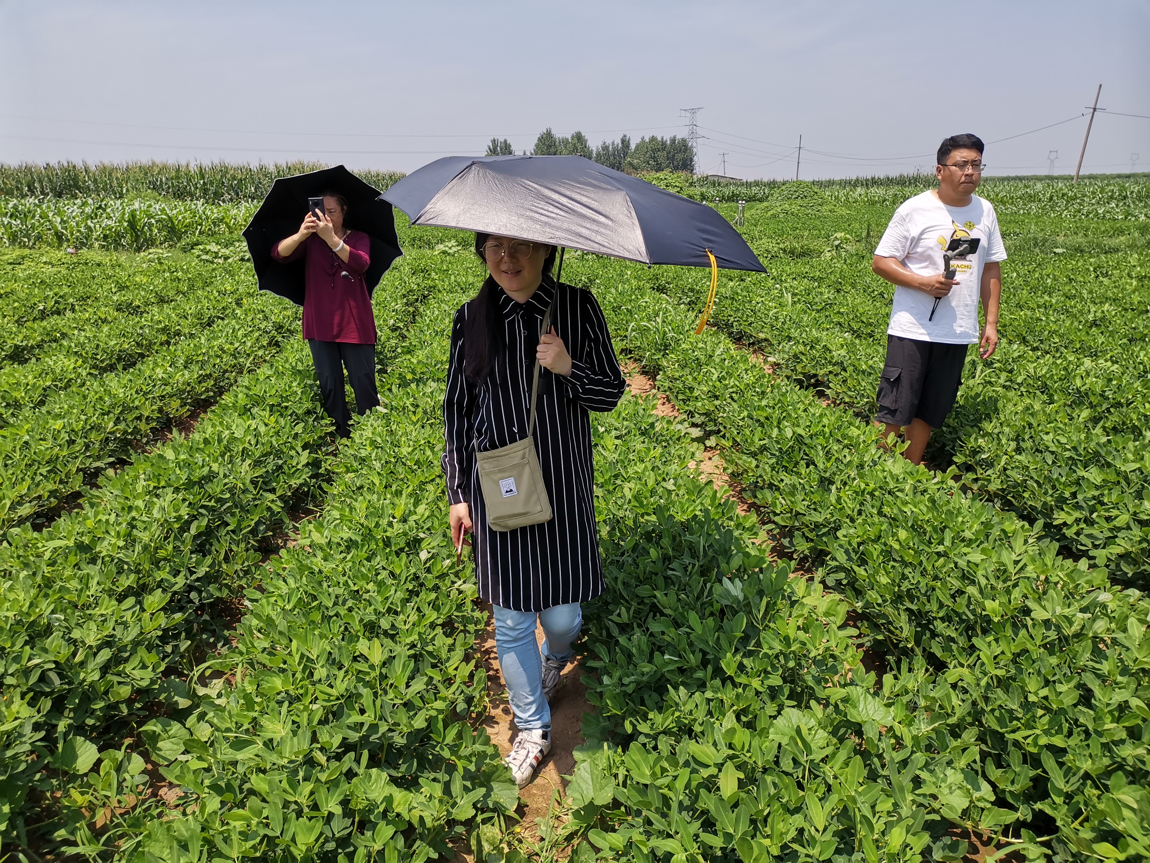 高效生态农业规模化,高效生态农业项目简介